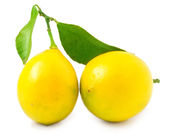 Два лимона с листом — стоковое фото