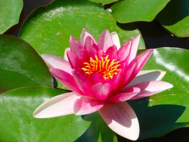 yeşil arka plan üzerinde çiçek açan lotus çiçeği