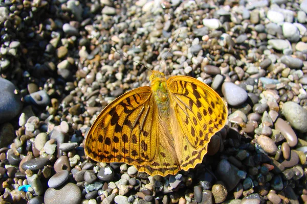 夏のビーチの小石を蝶します。 — ストック写真