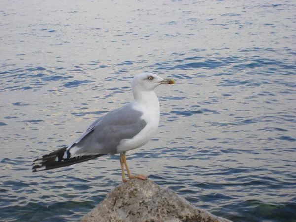 Perfil de uma gaivota de pé com fundo marinho e costeiro — Fotografia de Stock