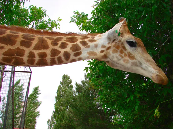 Giraffa Testa nello zoo — Foto Stock