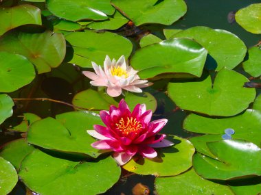 yeşil arka plan üzerinde çiçek açan lotus çiçeği