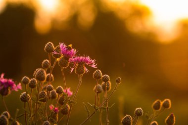Yaz konsepti: Çiçekteki yabanarısı. Gün doğumu arkaplanı.
