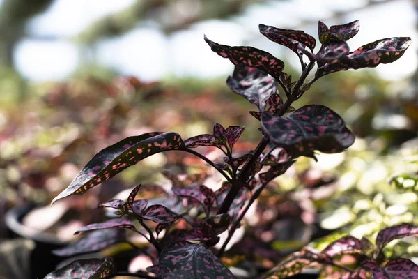 Hypoestes 'in yakın çekim görüntüsü: Seradaki Pembe Polka Dot Fabrikası.