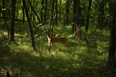 Yazın ormanda geyik