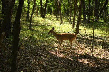Yazın ormanda geyik