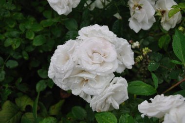 Yaz boyunca çiçek açar..