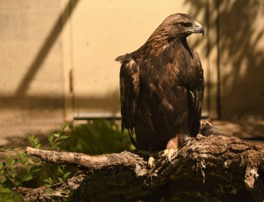 Altın kartal sıradaki avını arıyor..