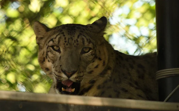 Kar leoparı bir sonraki yemeğine bakıyor.