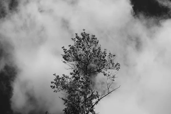 Monochrome Boom Met Wolken Achtergrond — Stockfoto