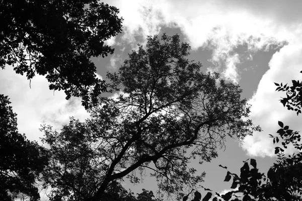 Монохромне Дерево Хмарами Задньому Плані — стокове фото