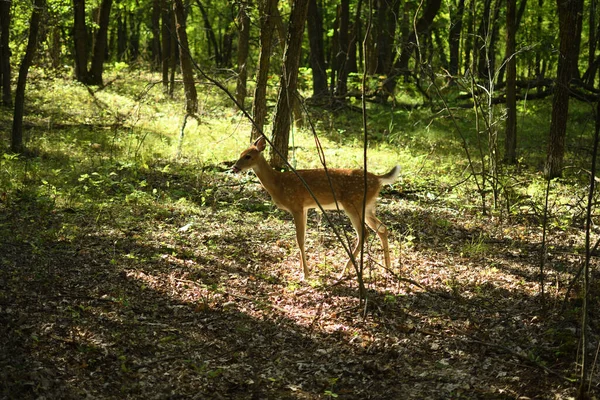 Deer Woods Summer — Stock Photo, Image