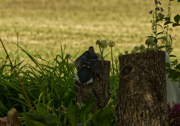 Blue Jay Winnipeg, Manitoba, Kanada 'da dinleniyor