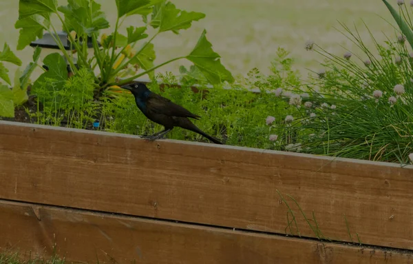 Blackbird Отдыхает Солнце Виннипеге Манитоба Канада — стоковое фото