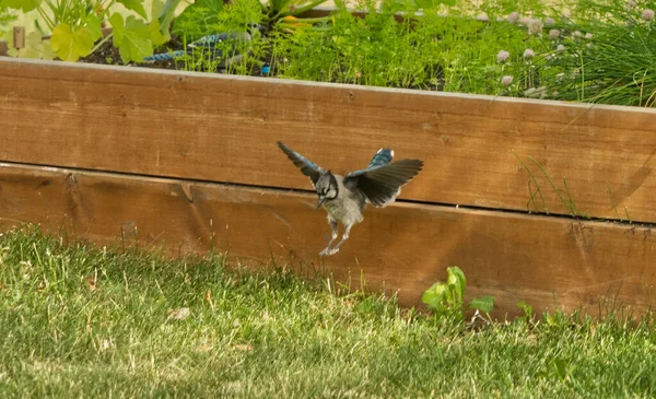 Blue Jay Winnipeg, Manitoba, Kanada 'ya iniş için geliyor.