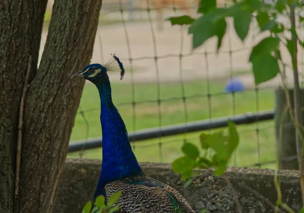 Pfau Wandert Durch Den Zoo Und Grüßt Besucher — Stockfoto