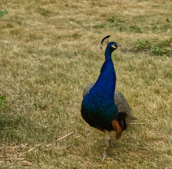 Pavão Vagando Pelo Zoológico Cumprimentando Visitantes — Fotografia de Stock