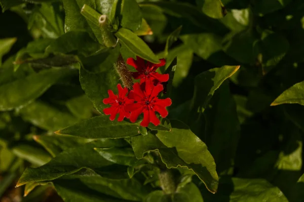 Las Flores Los Días Intermedios Sol Verano — Foto de Stock