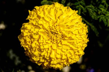 Yazın ortasında güneşli bir günde çiçekler