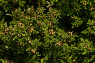 Yazın ortasında güneşli bir günde çiçekler