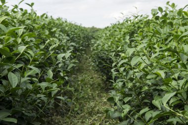 çay plantasyon ve çay bahçesi