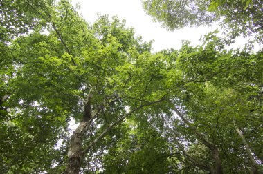 Bahar bir ormandaki ağaçlar