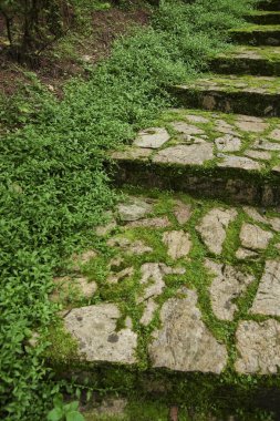 Taş döşeli yol bir tropikal Bahçe