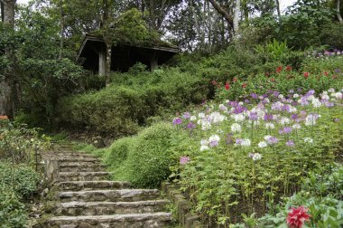 bahar bahçe taş yolu ile kulübe ve çiçek açan çiçekler, Tayland