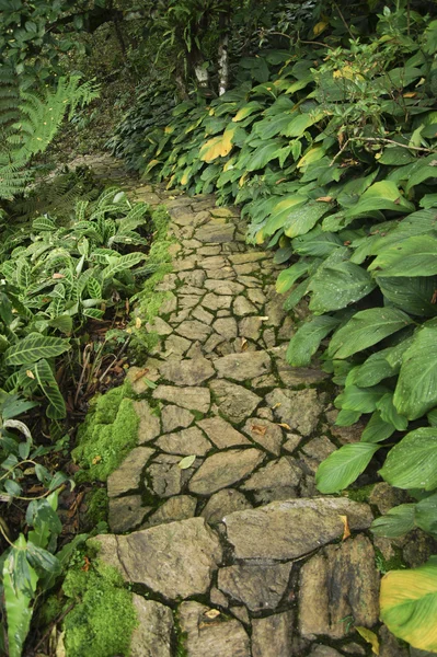 Taş döşeli yol bir tropikal Bahçe — Stok fotoğraf