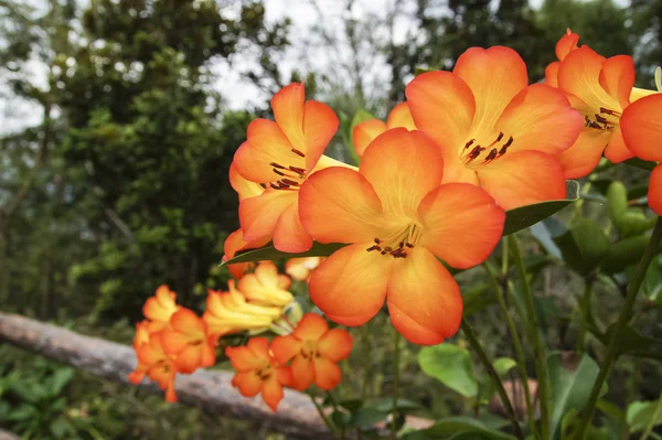 Червоні помаранчеві грунтові орхідеї — стокове фото