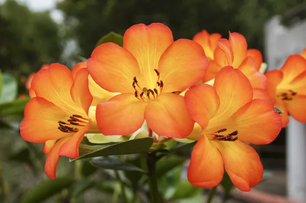 Rood-oranje-massa orchideeën — Stockfoto