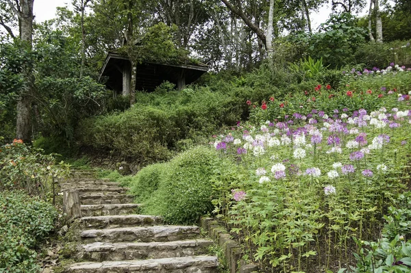 bahar bahçe taş yolu ile kulübe ve çiçek açan çiçekler, Tayland
