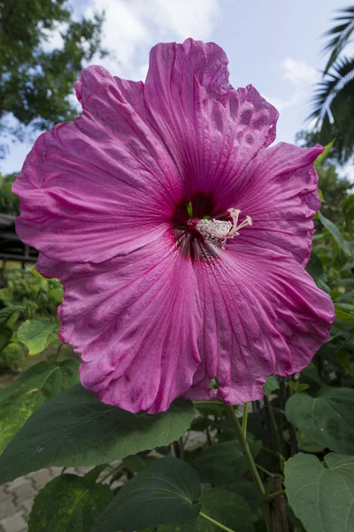 Pink Hibiscus flower