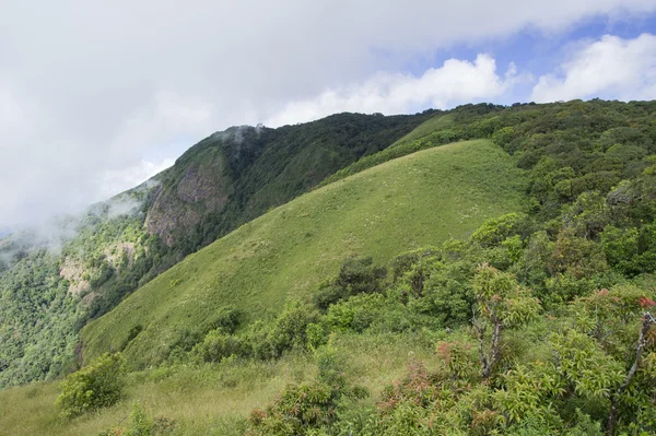 Beau paysage de montagne verdoyant avec arbres — Photo