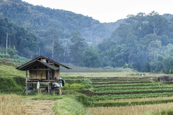 Hütte auf dem Bauernhof in Chiangmai, im Norden Thailands — Stockfoto