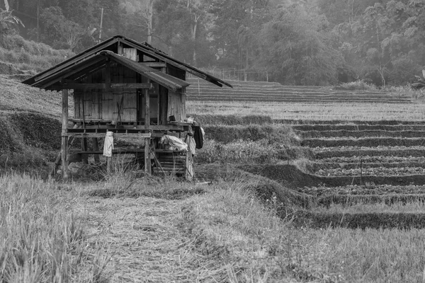 Hütte in der Farm in Chiangmai, im Norden Thailands, eintöniger Hintergrund — Stockfoto