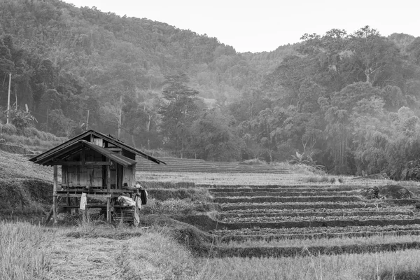 Hütte in der Farm in Chiangmai, im Norden Thailands, eintöniger Hintergrund — Stockfoto