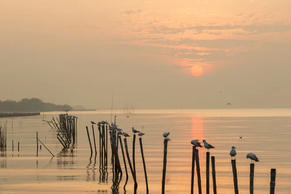 Mewy wezme od plaży o zachodzie słońca. Obrazy Stockowe bez tantiem