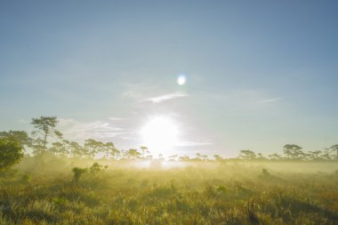 Phu Kradueng Milli Parkı, Tayland