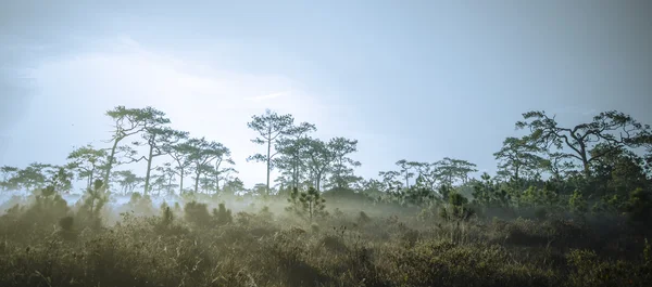 Parque nacional Phu Kradueng, Tailandia Fotos de stock libres de derechos