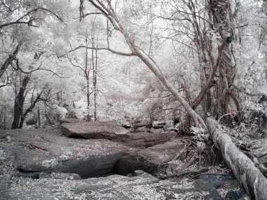 Phu Kradueng Milli Parkı, Tayland, Thailand, Infared manzara