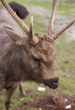 Geyik alan yeşil çimenlerin üzerinde duruyor