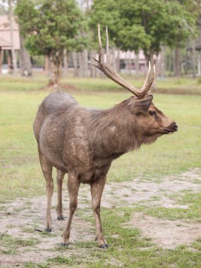 Geyik alan yeşil çimenlerin üzerinde duruyor