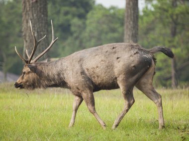 Geyik alan yeşil çimenlerin üzerinde duruyor