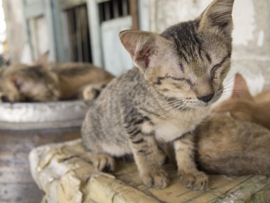 Kapalı gözler ile Cat portre.