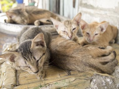 Kapalı gözler ile Cat portre.