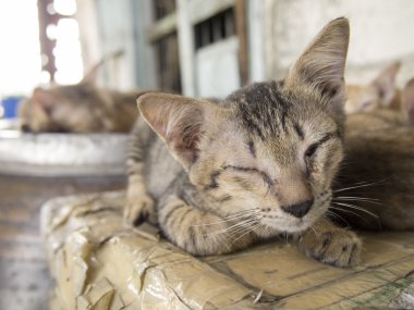 Kapalı gözler ile Cat portre.