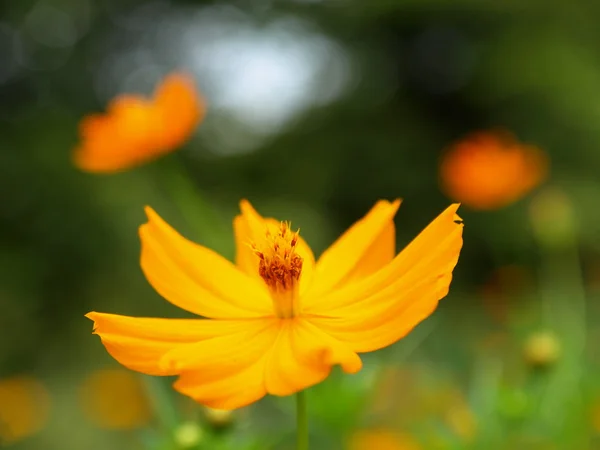 Flor — Foto de Stock