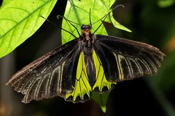 Mariposa negra vuela en la naturaleza de la mañana . — Foto de Stock