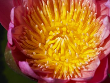 Arka plan dekorasyon için güzel lotus.